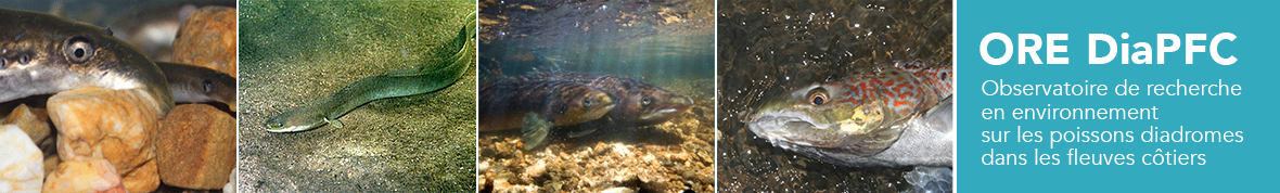 Observatoire de recherche en environnement sur les poissons diadromes dans les fleuves côtiers